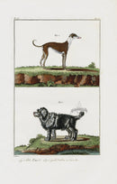 Buchoz Dons Merveilleux Dogs, Petit Danois - Panteek Antique Prints