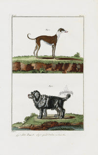 Buchoz Dons Merveilleux Dogs, Petit Danois - Panteek Antique Prints