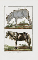 Buchoz Dons Merveilleux Donkey, Horse - Panteek Antique Prints