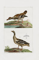Buchoz Dons Merveilleux Duck and Goose - Panteek Antique Prints