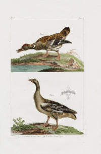 Buchoz Dons Merveilleux Duck and Goose - Panteek Antique Prints