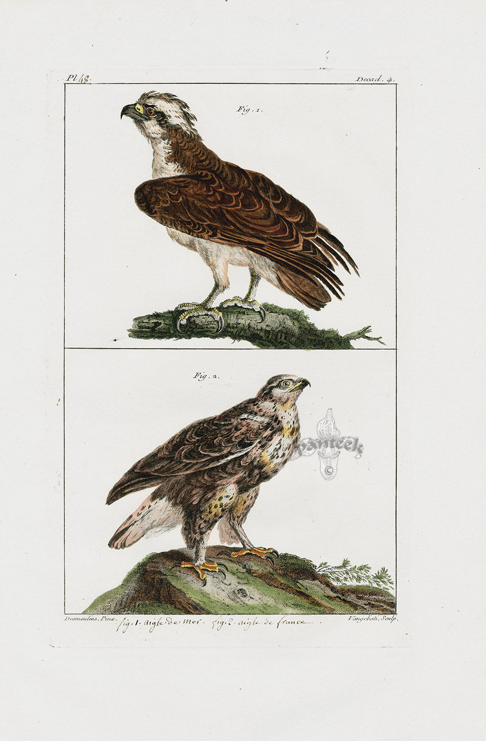 Buchoz Dons Merveilleux Eagles