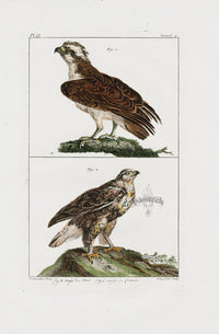 Buchoz Dons Merveilleux Eagles - Panteek Antique Prints