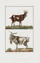 Buchoz Dons Merveilleux Goats - Panteek Antique Prints