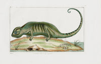 Buchoz Dons Merveilleux Green Chameleon - Panteek Antique Prints