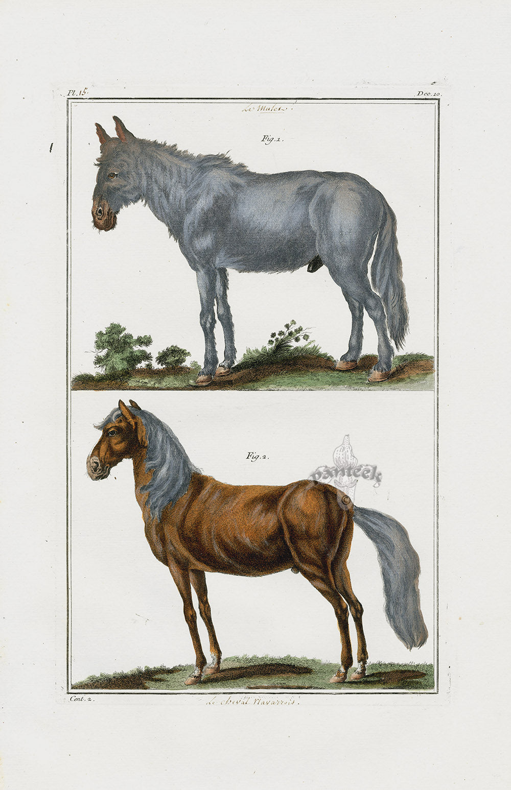 Buchoz Dons Merveilleux Horse