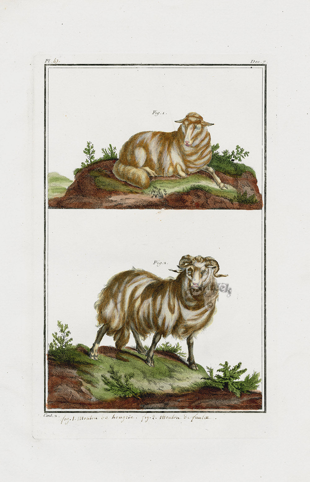 Buchoz Dons Merveilleux Hungarian Sheep