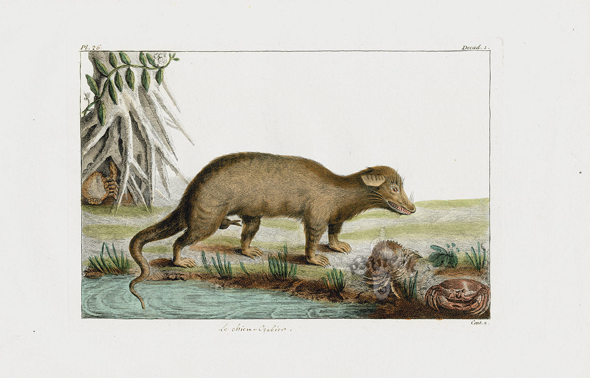 Buchoz Dons Merveilleux Le Chien-Grabier