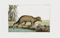 Buchoz Dons Merveilleux Le Chien-Grabier - Panteek Antique Prints