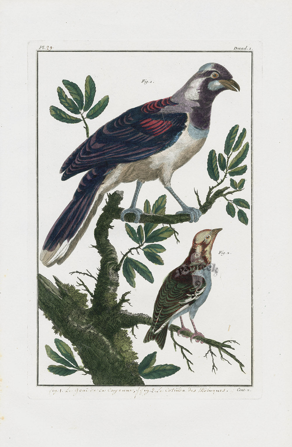 Buchoz Dons Merveilleux Le geai de la Cayenne