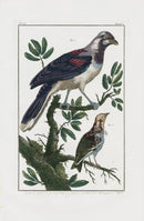 Buchoz Dons Merveilleux Le geai de la Cayenne - Panteek Antique Prints