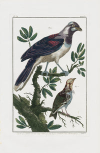 Buchoz Dons Merveilleux Le geai de la Cayenne - Panteek Antique Prints