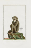 Buchoz Dons Merveilleux Le Magol - Panteek Antique Prints