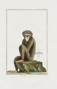 Buchoz Dons Merveilleux Le Magol - Panteek Antique Prints