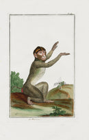 Buchoz Dons Merveilleux Le Maimon - Panteek Antique Prints