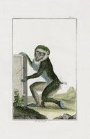 Buchoz Dons Merveilleux Le Mandril - Panteek Antique Prints