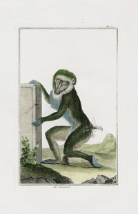 Buchoz Dons Merveilleux Le Mandril - Panteek Antique Prints
