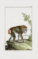 Buchoz Dons Merveilleux Le Palyphigos - Panteek Antique Prints