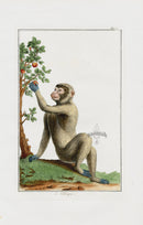 Buchoz Dons Merveilleux Le Pitheque - Panteek Antique Prints