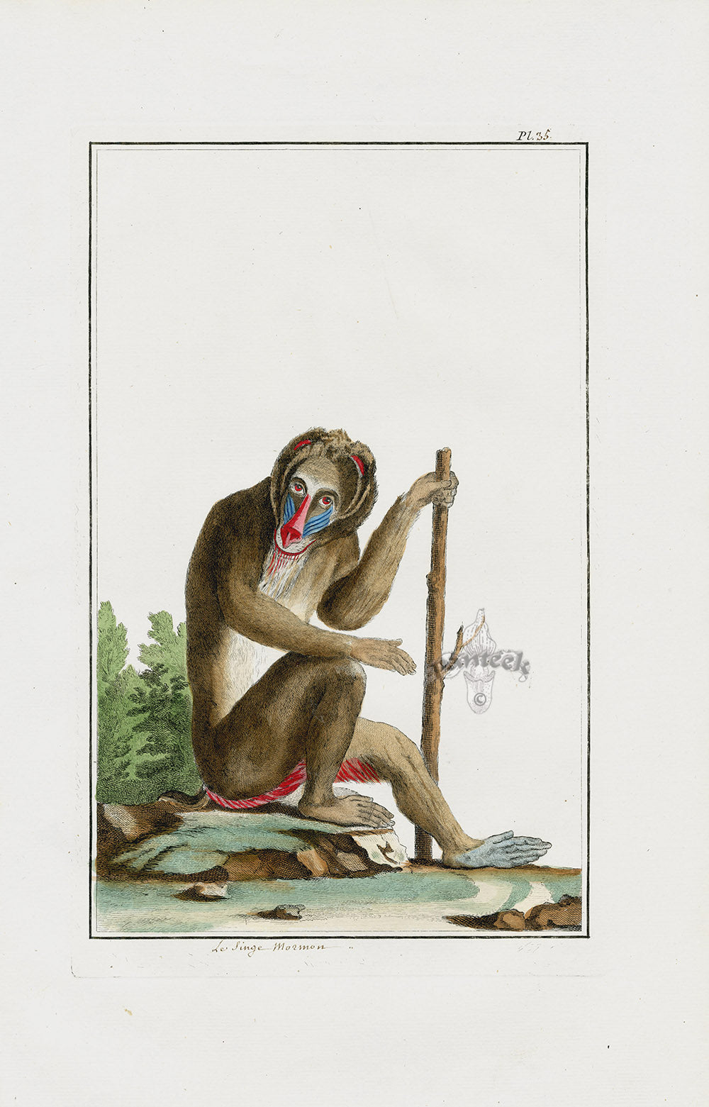 Buchoz Dons Merveilleux Le Singe Monmon