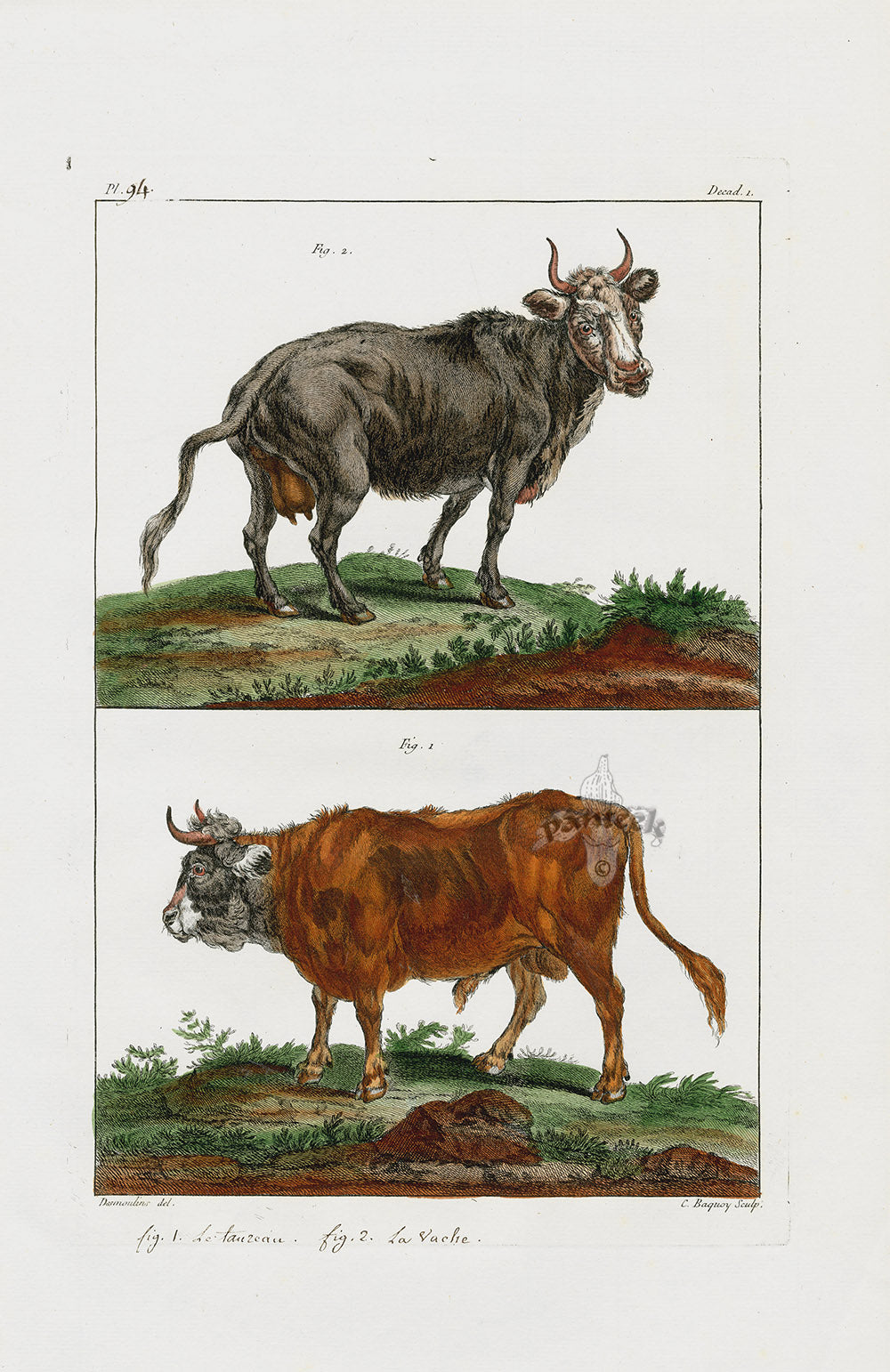 Buchoz Dons Merveilleux Le Taureau, La Vache