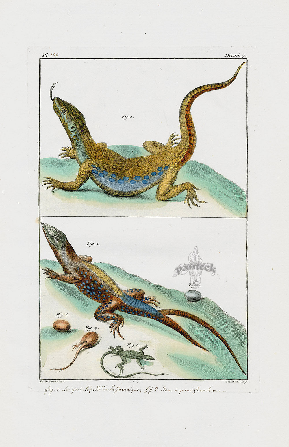 Buchoz Dons Merveilleux Lizard