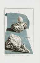 Buchoz Dons Merveilleux Madrepore Corals - Panteek Antique Prints