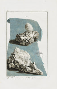 Buchoz Dons Merveilleux Madrepore Corals - Panteek Antique Prints