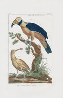 Buchoz Dons Merveilleux Mecalline Blanche de Cayenne - Panteek Antique Prints