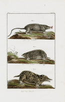 Buchoz Dons Merveilleux Moles - Panteek Antique Prints