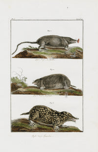 Buchoz Dons Merveilleux Moles - Panteek Antique Prints