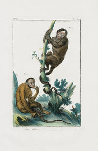 Buchoz Dons Merveilleux Monkeys - Panteek Antique Prints