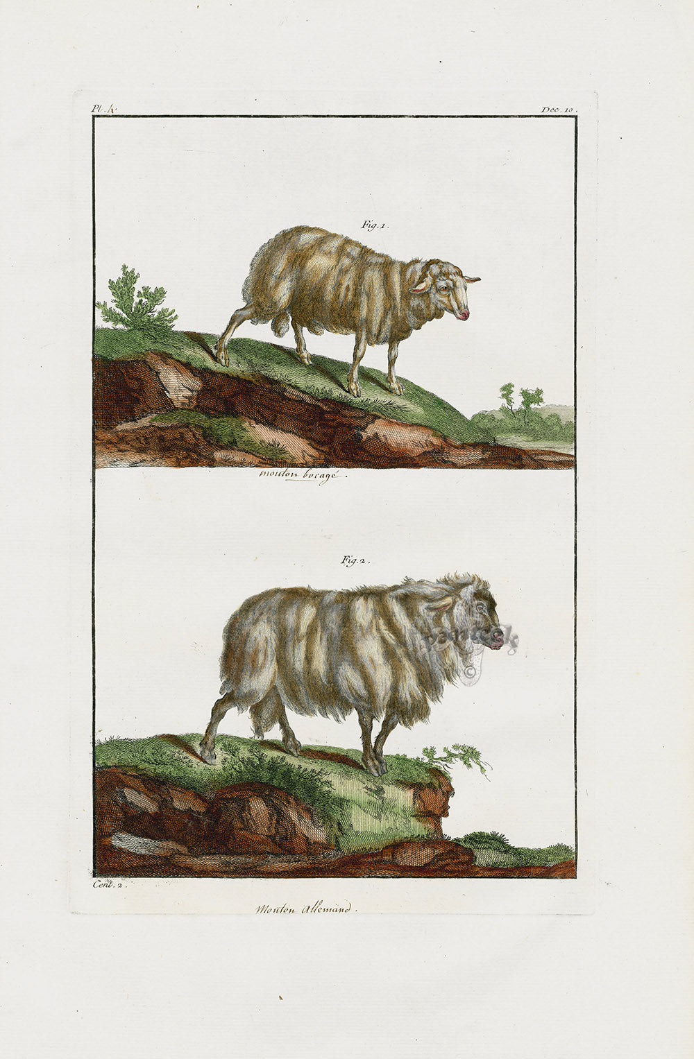 Buchoz Dons Merveilleux Mouton bocage