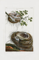 Buchoz Dons Merveilleux Nests, nid de merle - Panteek Antique Prints