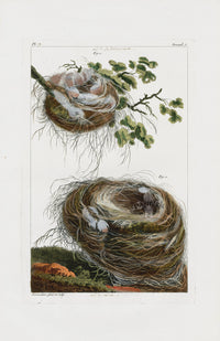 Buchoz Dons Merveilleux Nests, nid de merle - Panteek Antique Prints