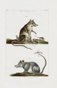 Buchoz Dons Merveilleux Opossum - Panteek Antique Prints