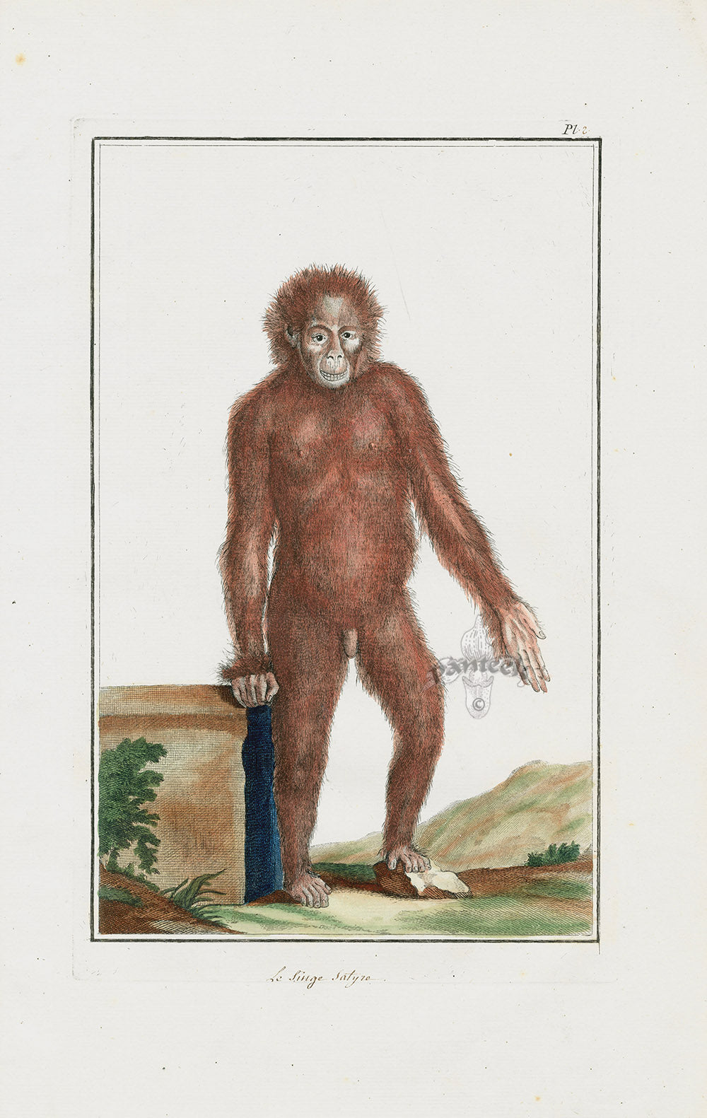 Buchoz Dons Merveilleux Orangutan