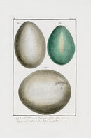 Buchoz Dons Merveilleux Ostrich and Cassowary Eggs - Panteek Antique Prints