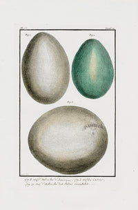 Buchoz Dons Merveilleux Ostrich and Cassowary Eggs - Panteek Antique Prints