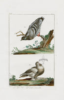 Buchoz Dons Merveilleux Pigeon - Panteek Antique Prints
