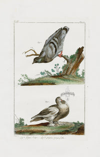 Buchoz Dons Merveilleux Pigeon - Panteek Antique Prints
