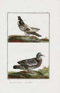 Buchoz Dons Merveilleux Pigeon chevalier - Panteek Antique Prints
