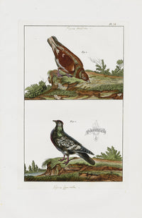 Buchoz Dons Merveilleux Pigeon Mondain - Panteek Antique Prints