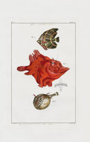 Buchoz Dons Merveilleux Puffer fish - Panteek Antique Prints