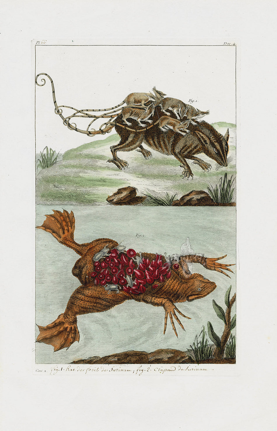 Rat Toad Buchoz Dons Merveilleux Rat, Toad | Panteek Antique Prints