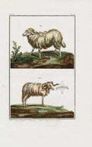 Buchoz Dons Merveilleux Sheep - Panteek Antique Prints