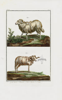 Buchoz Dons Merveilleux Sheep - Panteek Antique Prints