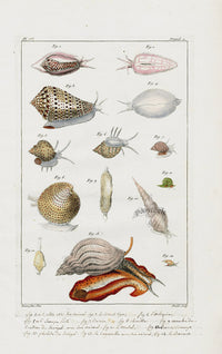 Buchoz Dons Merveilleux Shells - Panteek Antique Prints