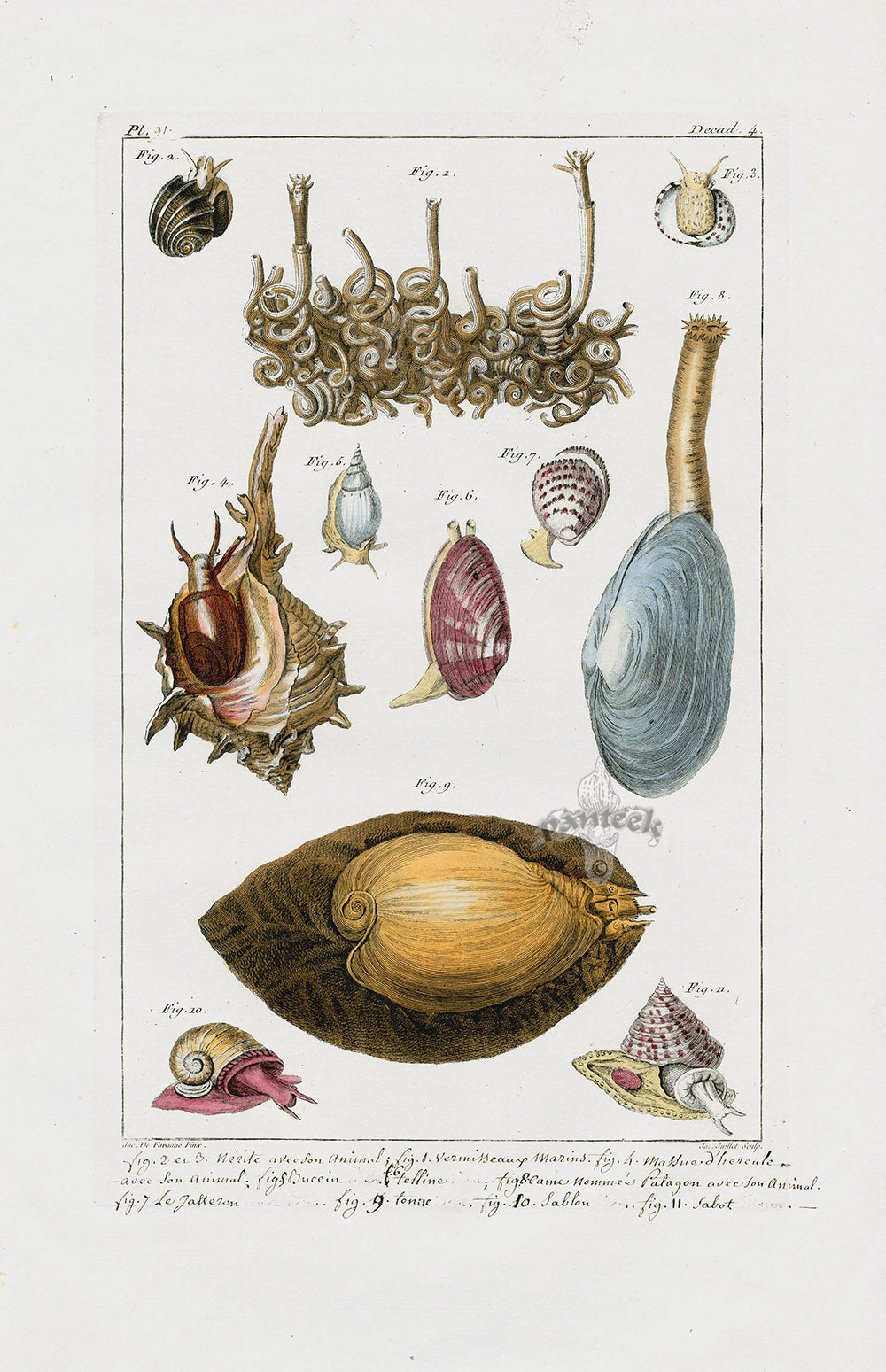 Buchoz Dons Merveilleux Shells, Nirite