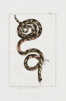 Buchoz Dons Merveilleux Snake - Panteek Antique Prints